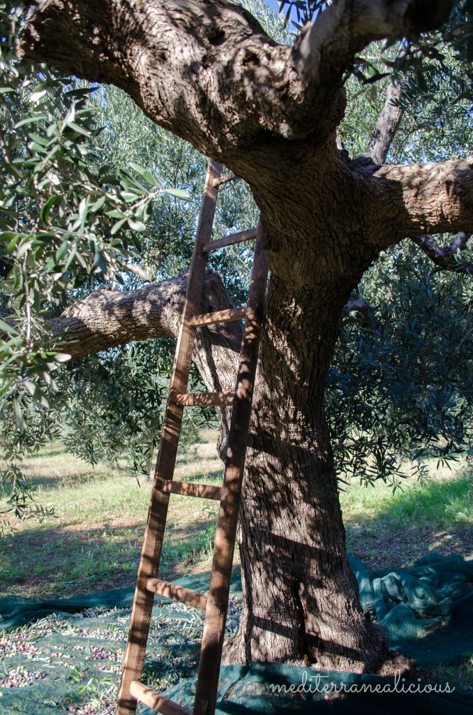 olive tree 2
