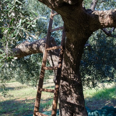My Olive Harvest Experience in Southern Italy